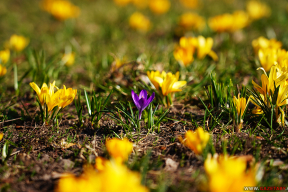 Крокусовое настроение. Как март радует яркими красками