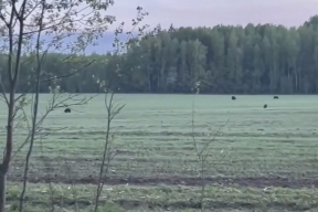 Под Борисовом на поле заметили сразу пять медведей. Беларусы встревожились